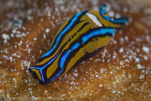 "Sluggin"
The bloom of Leech Headshield Slugs at the Doc... by Dusty Norman 